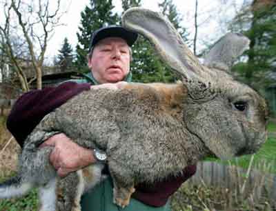 giant-rabbit2.jpg