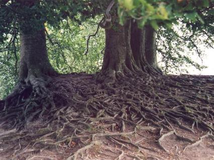 Try Tracing These Roots